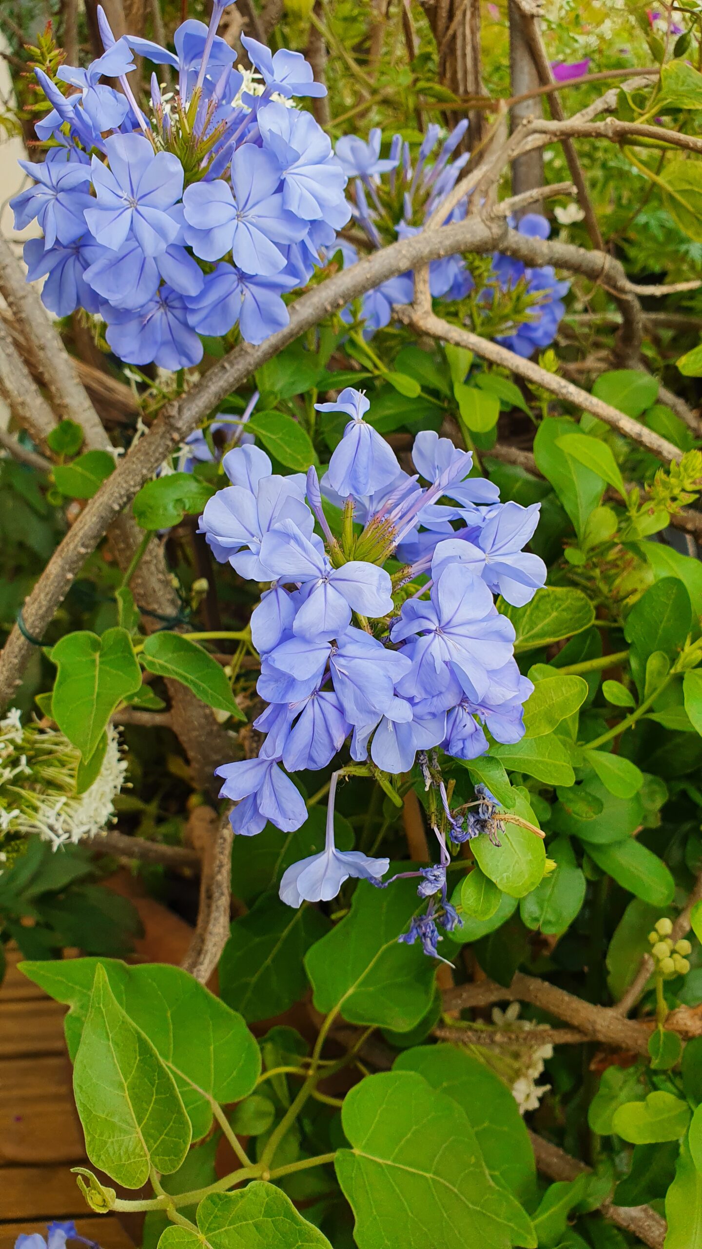 Plumbago