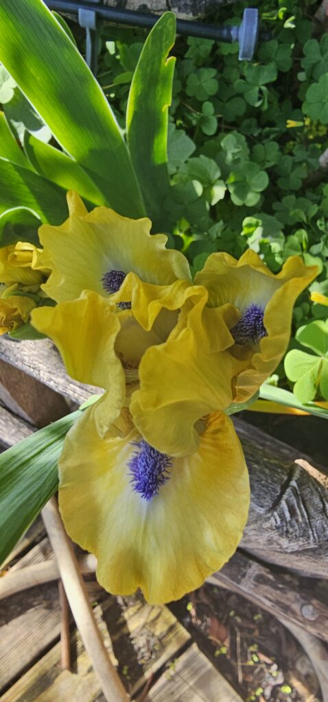 Iris barbu jaune aux barbes violettes en fleur