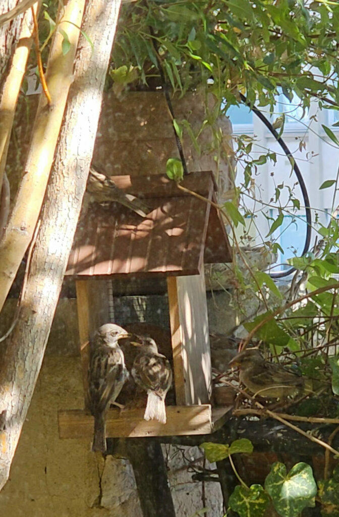 Moineau donnant la becquée
